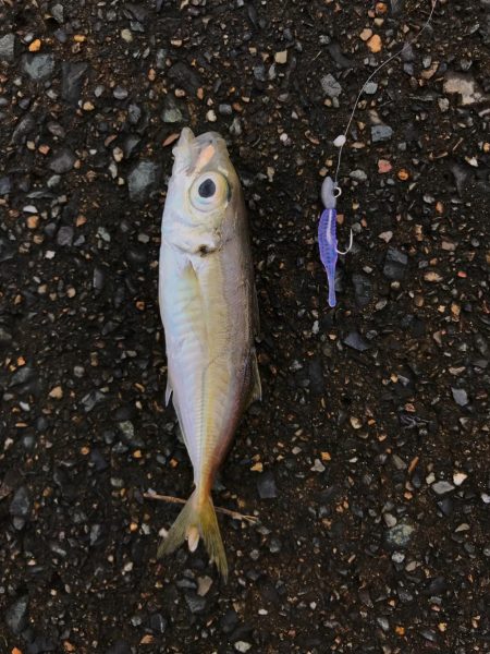 メバダート1インチ  青色を使う。