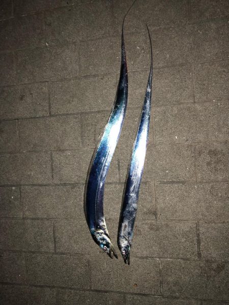 タチウオワインド