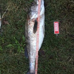 落ち鮎パターン