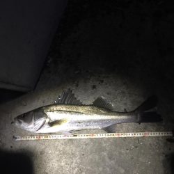 昨日に引き続き、、、