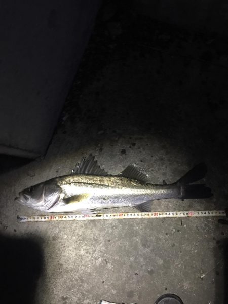 昨日に引き続き、、、