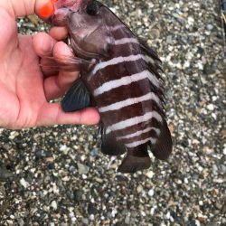 佐伯ライトゲーム！