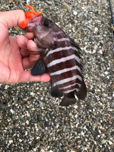 佐伯ライトゲーム！