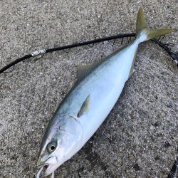 ナブラも奥が深い