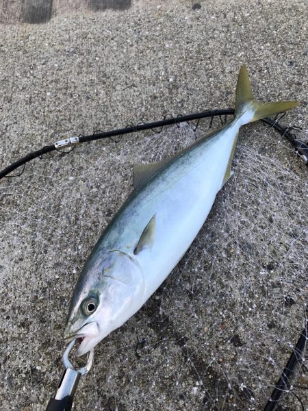 ナブラも奥が深い