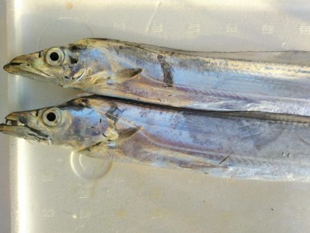 阿南市の大野突堤でタチウオとシーバス