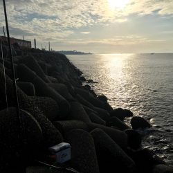 朝マズメにハマチ