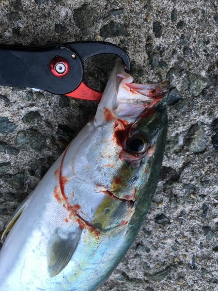 かろうじてハマチぴきいち！