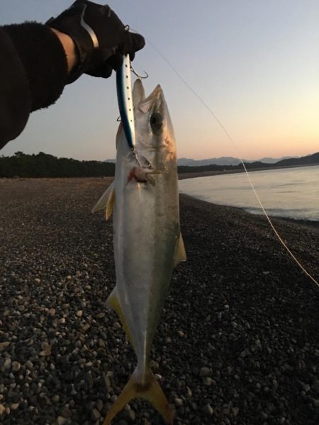 大里松原海岸 ハマチ5+2 シオ1