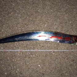 連日のタッチ〜(^^)