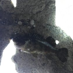 久々ライトゲーム