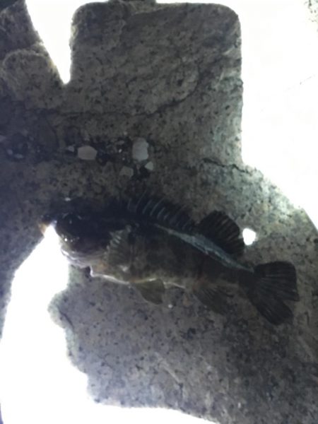 久々ライトゲーム