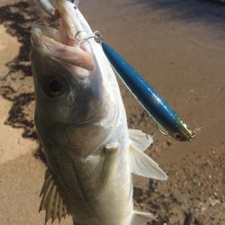 トップシーバス