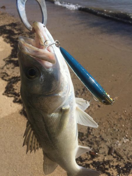 トップシーバス