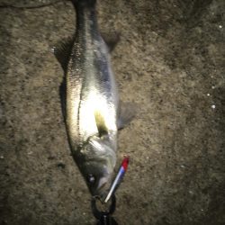 シーバス入れ食い