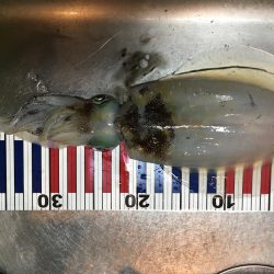 コウイカとアオリイカ