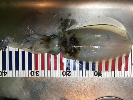 コウイカとアオリイカ