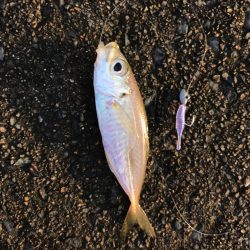 メバダート1インチ青色。