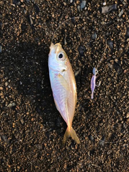 メバダート1インチ青色。