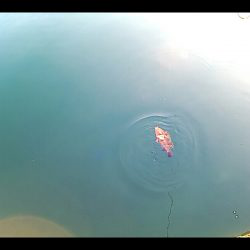 10月にセミが鳴いてたらアイツもいた