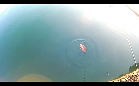 10月にセミが鳴いてたらアイツもいた