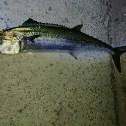 やっと釣れたハマチ君