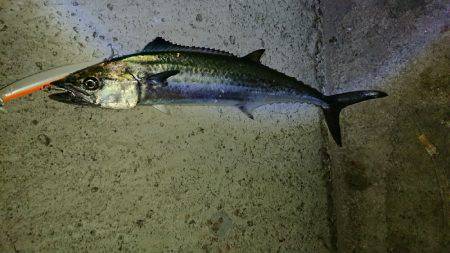 やっと釣れたハマチ君