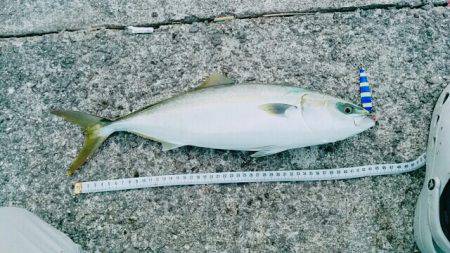 早朝ショアジギング