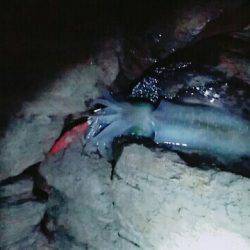 網スタンバイしたが・・・