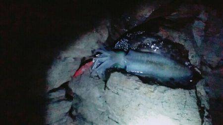 網スタンバイしたが・・・