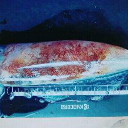 バッドコンディション