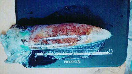 バッドコンディション