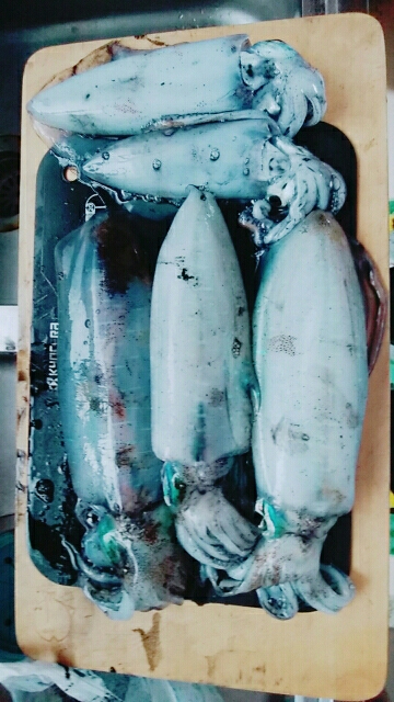 サイズ据え置き過ぎんぐ