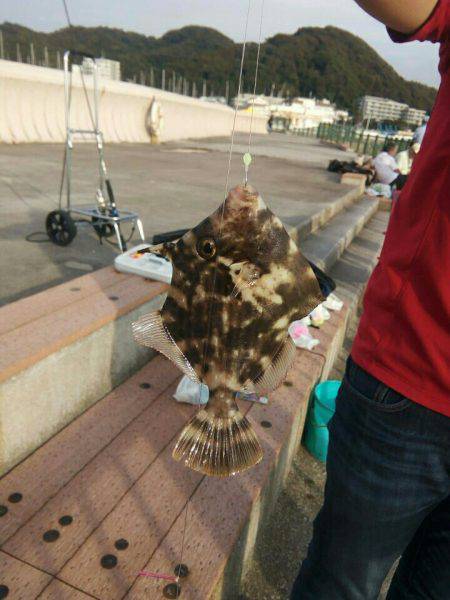 葉山でカワハギ釣り