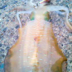 走る～　走る～♪