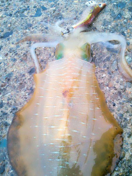 走る～　走る～♪