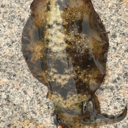 男鹿島秋エギング(2017-5)