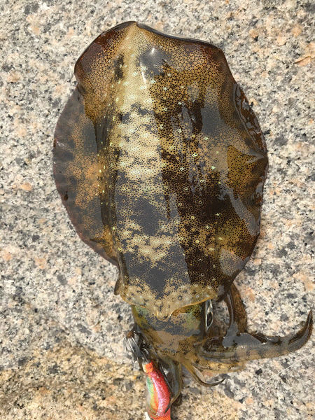 男鹿島秋エギング(2017-5)