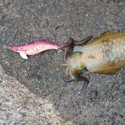 雨のせいなのか活性低め。