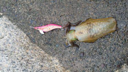 雨のせいなのか活性低め。