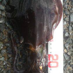 風 時々 アオリ