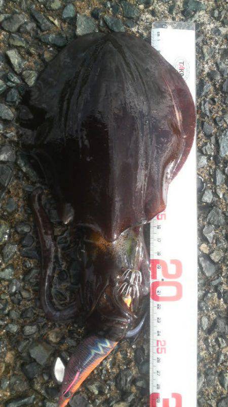 風 時々 アオリ