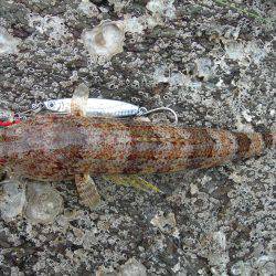 ショアジギングでオオモンハタ、アオハタ、アカエソ、マゴチ