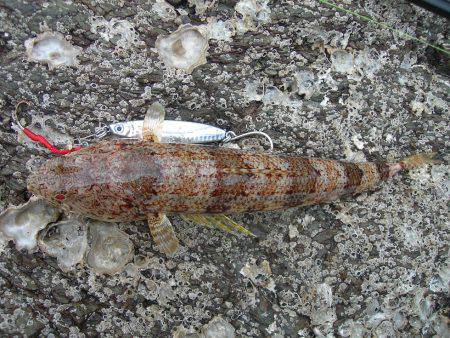 ショアジギングでオオモンハタ、アオハタ、アカエソ、マゴチ