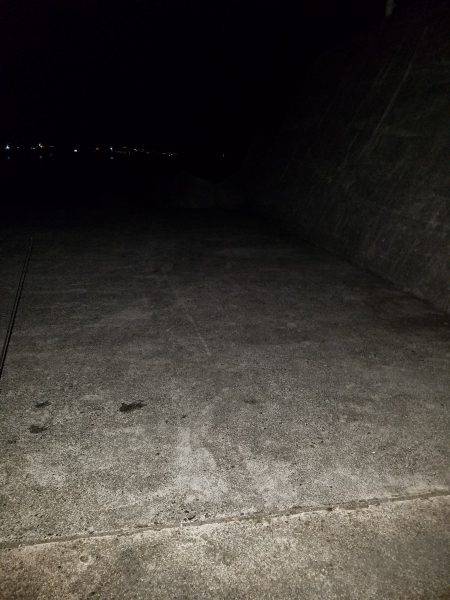 今年はじめての秋イカ