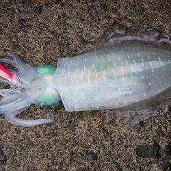 どしゃ降りの雨の中