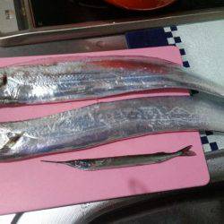 スマートタチウオ