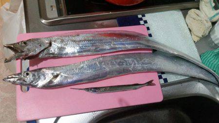 スマートタチウオ