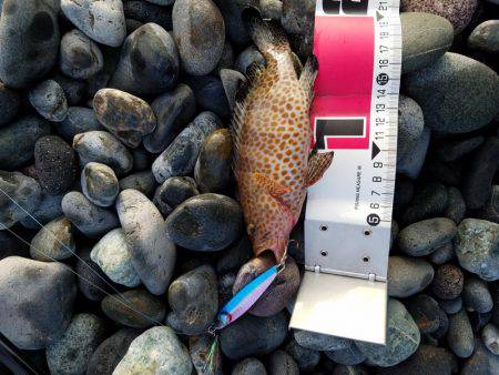 青物だめでした