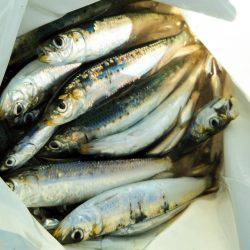 なぎさ公園 マイワシ